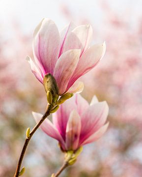 Pink magnolia flower by ManfredFotos