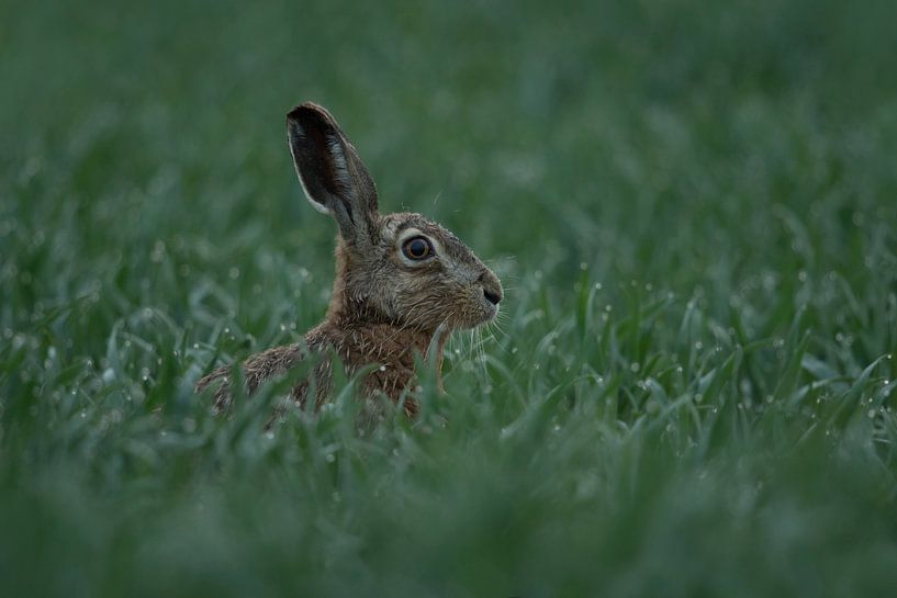 Lièvre d'Europe (Lepus europaeus), lièvre tôt le matin juste avant le lever du soleil dans un jeune  par wunderbare Erde