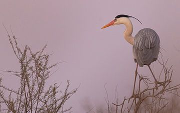 heron in the last light of day by Kris Hermans