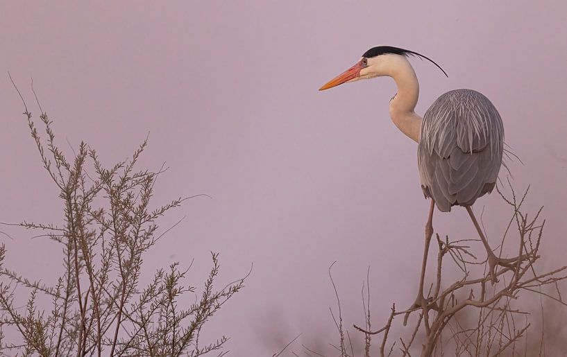 heron in the last light of day by Kris Hermans