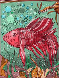 Poisson combattant sur Ümit Elveren