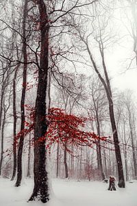 Winters tafereel in bos met rood gebladerte