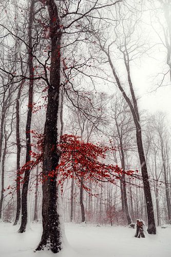 Winter scene in forest with red foliage