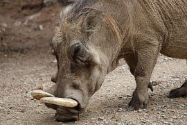 Tiere und Natur von Lennart Mans