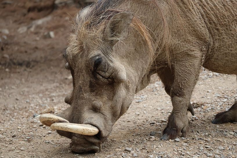 Animals and Nature by Lennart Mans