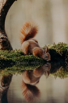 Squirrel in Clinge 2 by Andy Troy