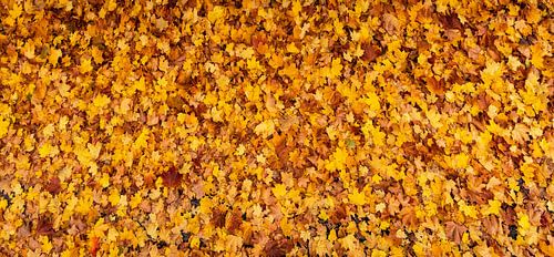 Feuilles d'automne