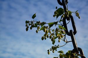 Hopfen in Ketten von Arc One