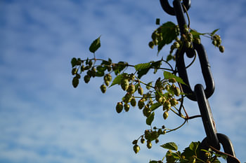 Hopfen in Ketten