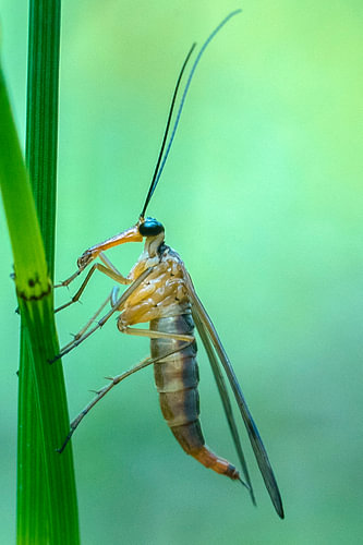 Mecoptera – Skorpionfliege – Makroaufnahme auf einem grünen Grashalm