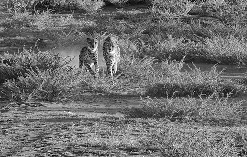 Twee jachtluipaarden rennen op de savanne van Etosha