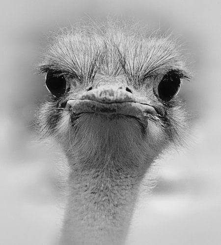 The ostrich