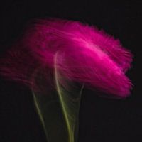 Verrücktes Gänseblümchen Rosa Gerbera