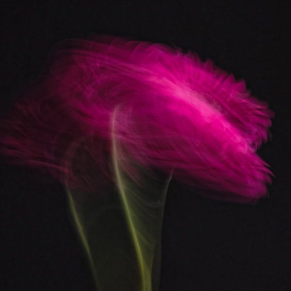 Verrücktes Gänseblümchen Rosa Gerbera von Judith van Gestel