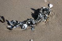schelpenketting in het zand
