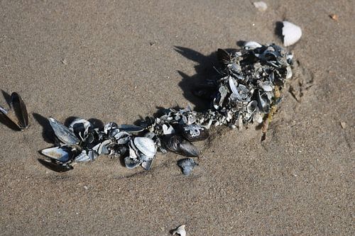 schelpenketting in het zand