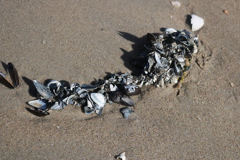 schelpenketting in het zand van Rosalie Broerze