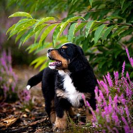 Berner Sennen puppy in de natuur van Danai Kox Kanters