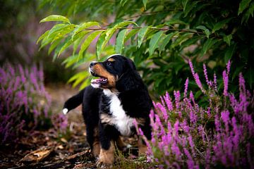 Bernese Sennen puppy in nature