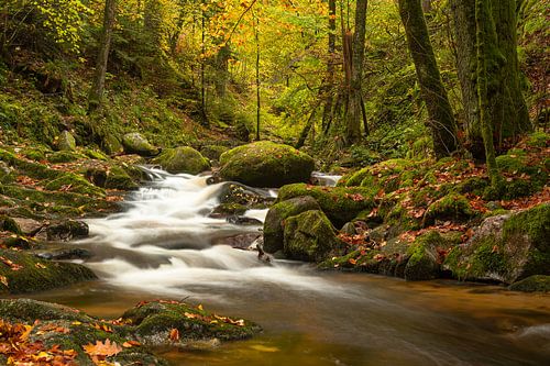 Brook, Black Forest by Guido de Kleijn