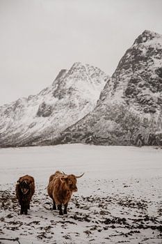 Schottische Hochlandrinder im norwegischen Winter