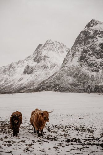 Schottische Hochlandrinder im norwegischen Winter
