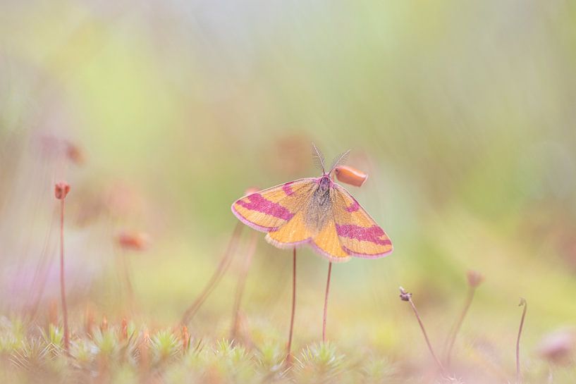 Moss tensioner by Antoine Deleij
