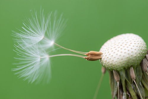 Sometimes you need a push. (Dandelion)
