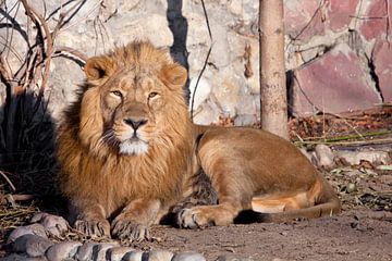ziet er onderzoekend uit. Een krachtig leeuwenmannetje met een chique, door de zon gewijde manen. van Michael Semenov