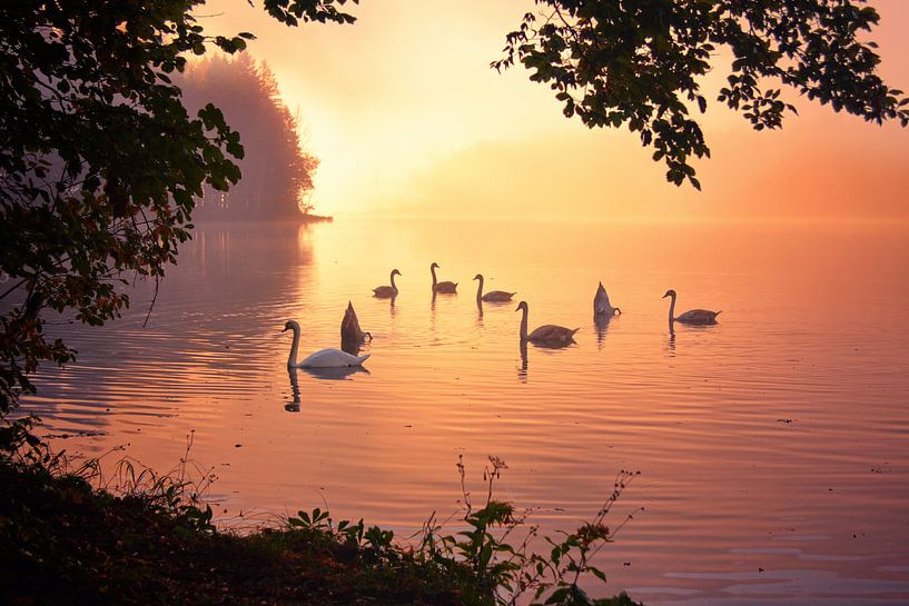 Swan Lake par Silvio Schoisswohl