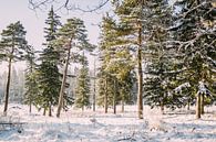 Sonniger Wald im Winter von Patrycja Polechonska Miniaturansicht