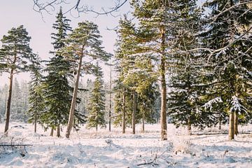 Zonnig Bos in Winter van Patrycja Polechonska