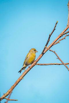 Groenling vogel Op Tak Tegen Stralend Blauwe Lucht van Femke Ketelaar