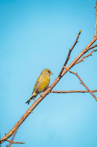 Groenling vogel Op Tak Tegen Stralend Blauwe Lucht