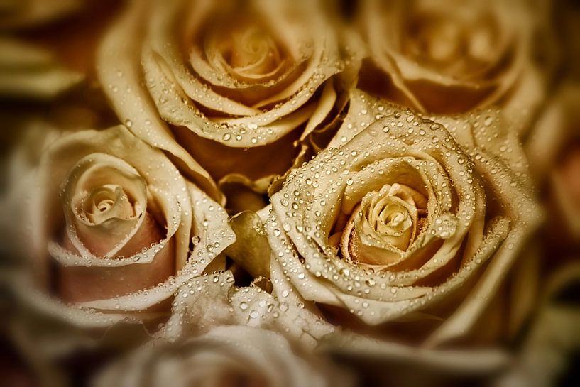 Elegant Roses - Champagne Glow par Marlika Art