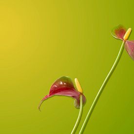 Anthurium Sierra sur un fond vert et jaune sur Gea van der Veen-Smedeman