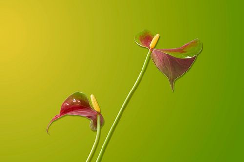 Anthurium Sierra against a green and yellow background