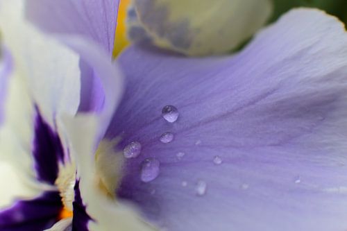 Waterdruppels op een paars viooltje