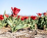 Eine rote Tulpe in der Mitte des Feldes. von Josephine Huibregtse Miniaturansicht