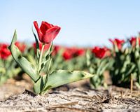 A red tulip in the middle of the field.