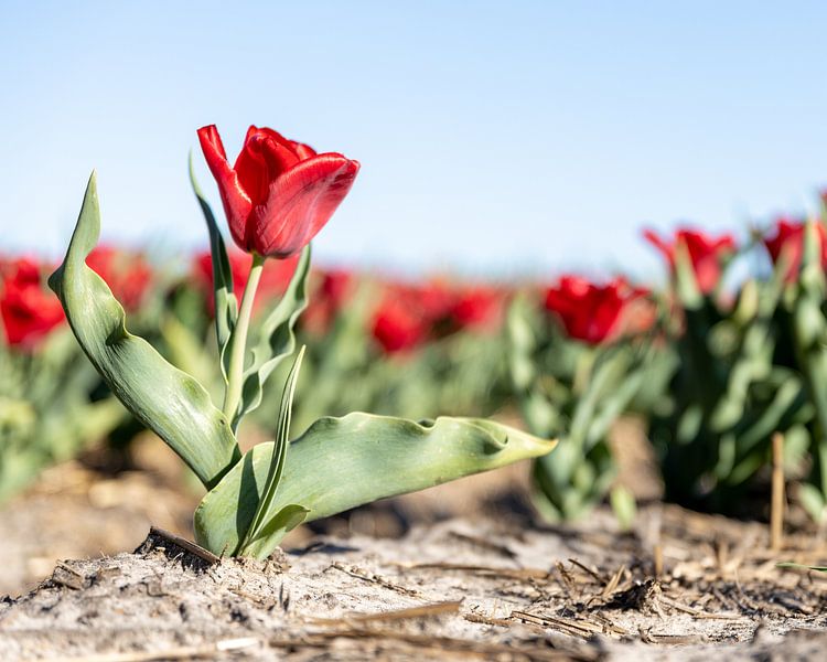Eine rote Tulpe in der Mitte des Feldes. von Josephine Huibregtse