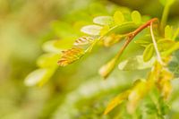 Groen-geel detailfoto van boomblad