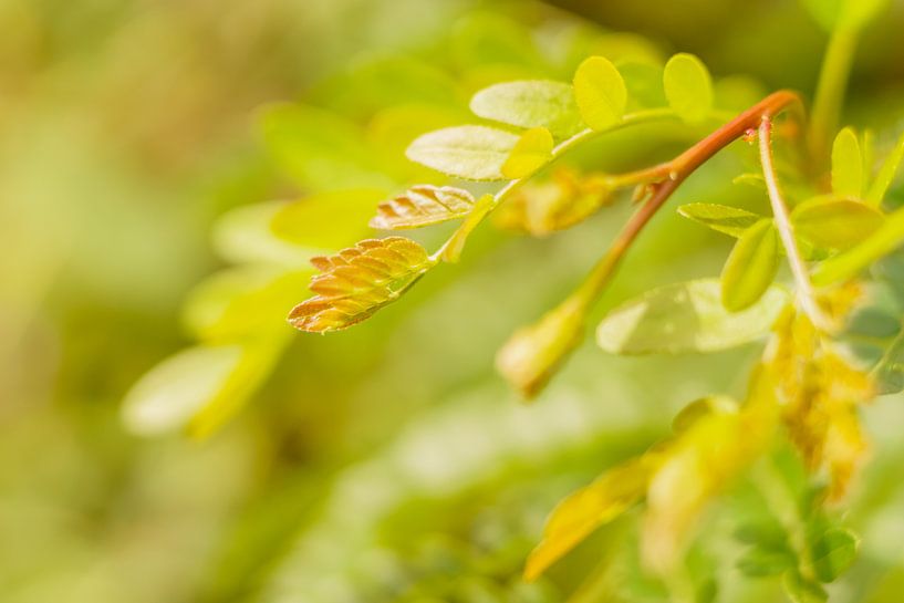 Groen-geel detailfoto van boomblad par Johan Slagers