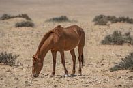 Wild horses in Garub in Namibia, Africa by Patrick Groß thumbnail