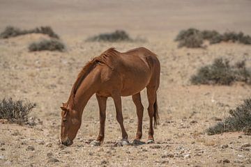 Wilde paarden in Garub in Namibië, Afrika van Patrick Groß