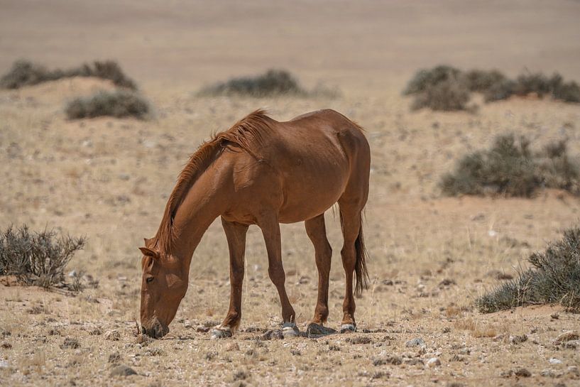 Wild horses in Garub in Namibia, Africa by Patrick Groß