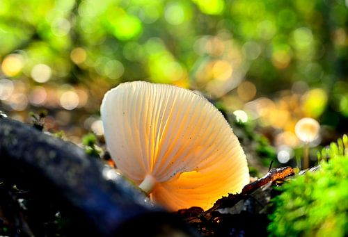 Mushroom Heumensoord, 2022