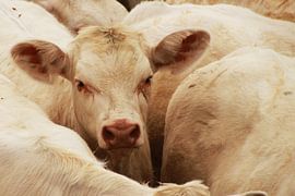 de kleine  van Yvonne Blokland