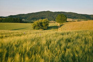 Abendliche Lichthügel Hessen von Jisca Lucia