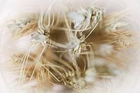 Wheat ear